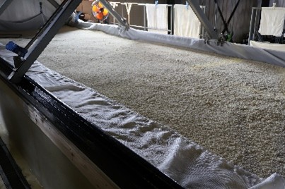 洗米・蒸し・冷却・種付け