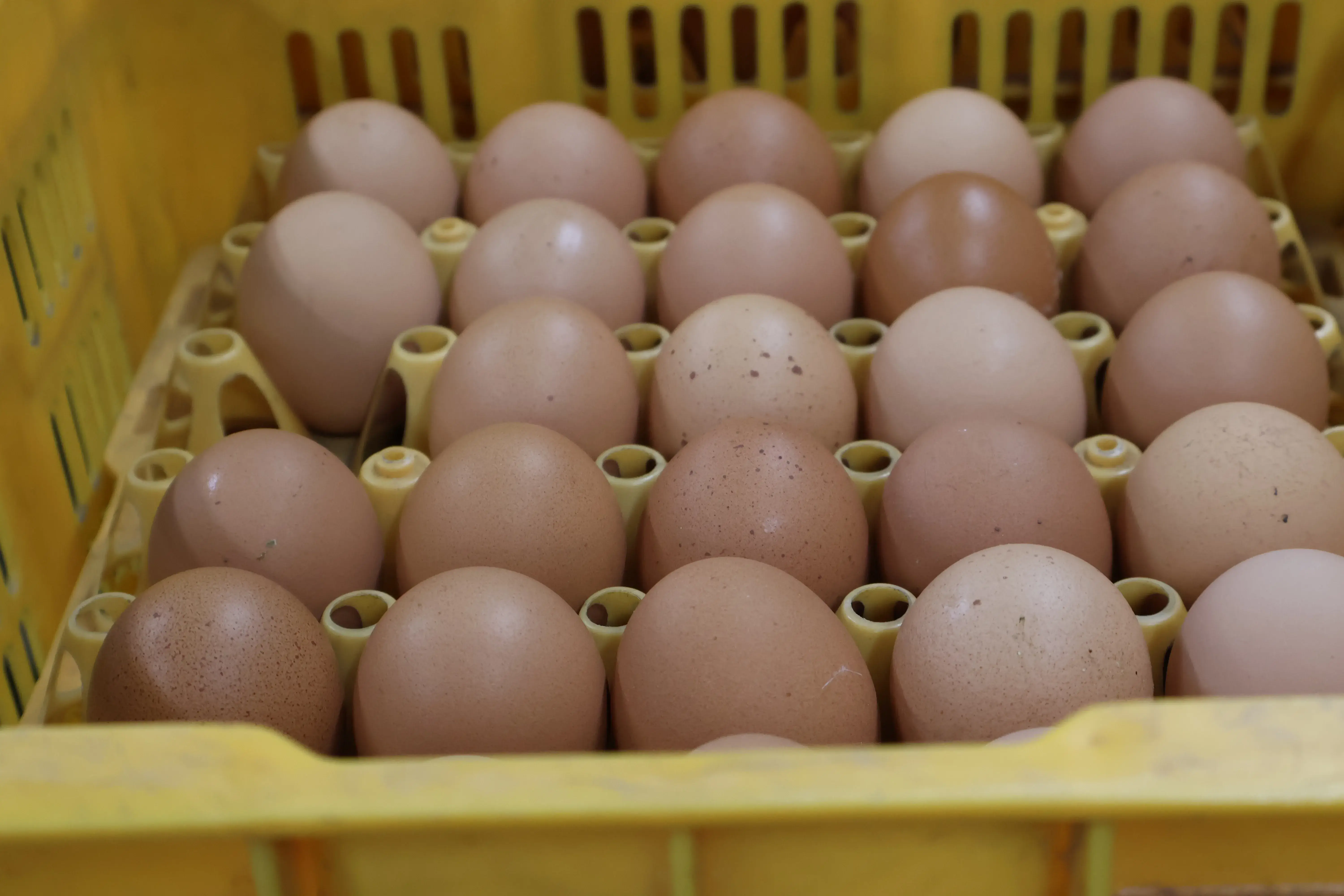 原料卵入庫